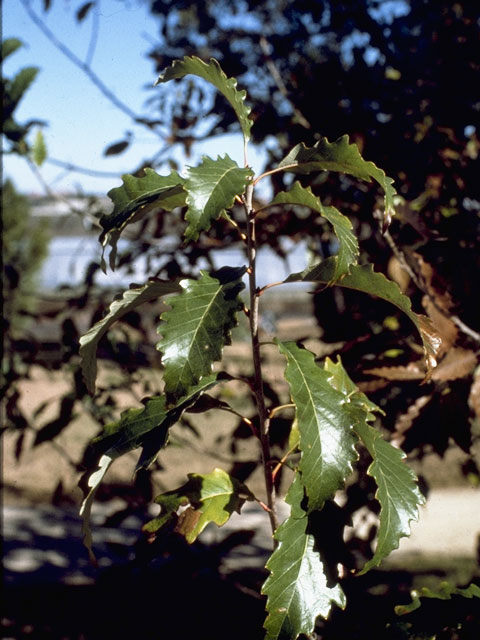 Quercus muehlenbergii (Chinkapin oak) #3436