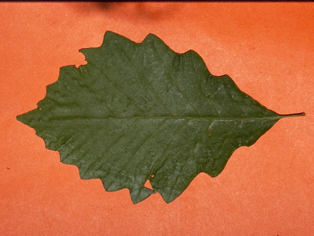 Quercus muehlenbergii (Chinkapin oak) #3438