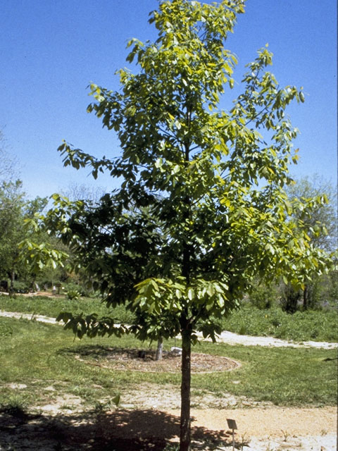 Quercus polymorpha (Mexican white oak) #3441