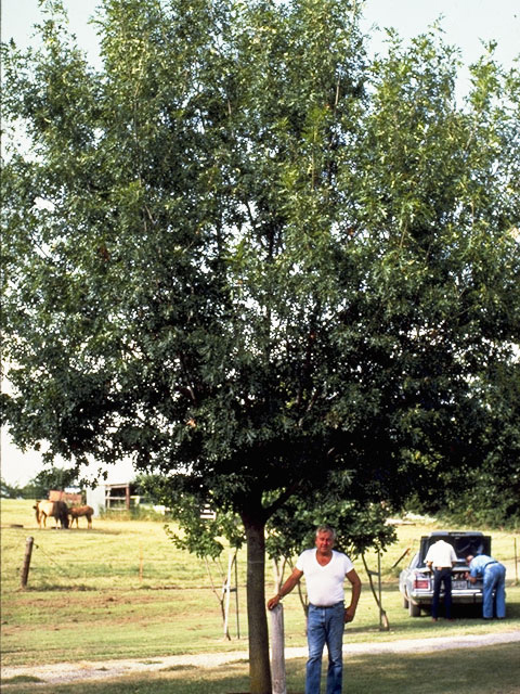 Quercus rubra (Northern red oak) #3445