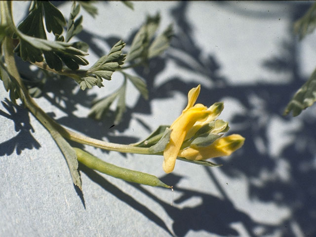 Corydalis micrantha (Smallflower fumewort) #3477