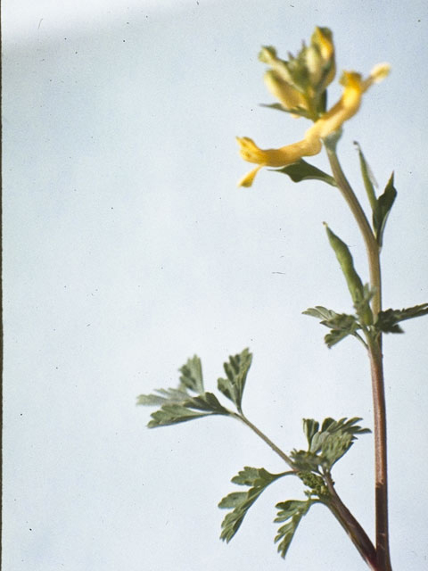 Corydalis micrantha (Smallflower fumewort) #3478
