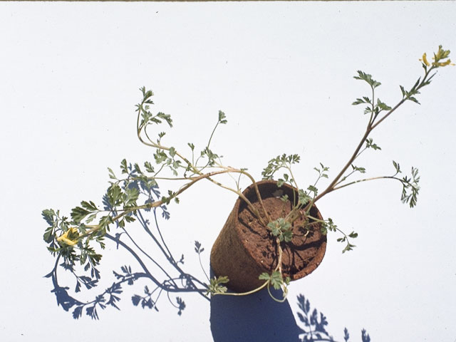 Corydalis micrantha (Smallflower fumewort) #3479