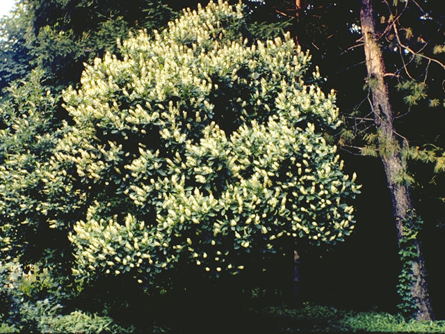 Clethra alnifolia (Coastal pepperbush) #3525