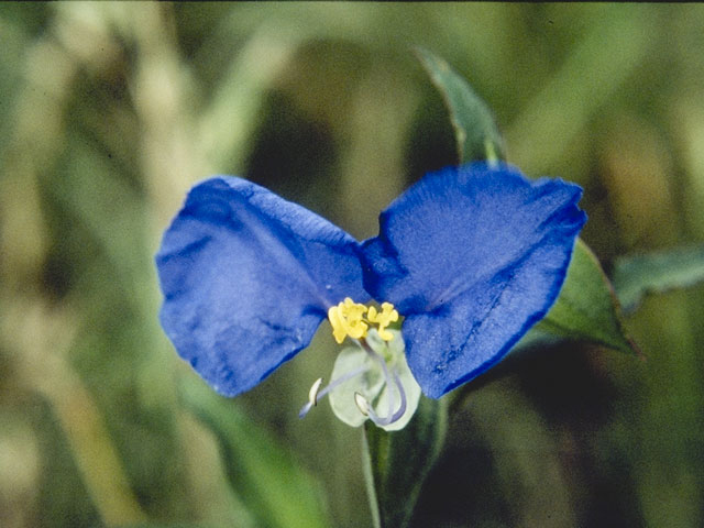 Commelina erecta (Dayflower) #3539
