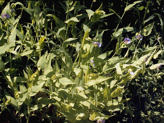 Tinantia anomala (False dayflower) #3546