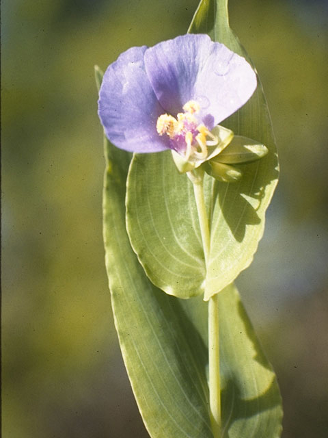 Tinantia anomala (False dayflower) #3547