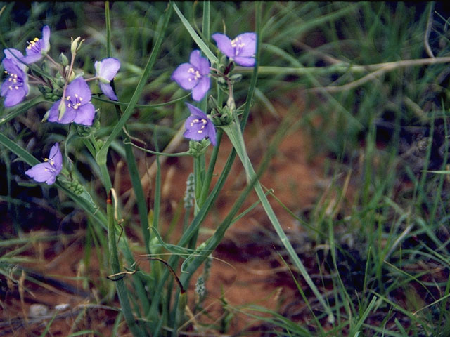 Tradescantia humilis (Texas spiderwort) #3558
