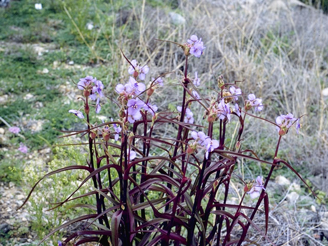 Tradescantia ohiensis (Ohio spiderwort) #3562