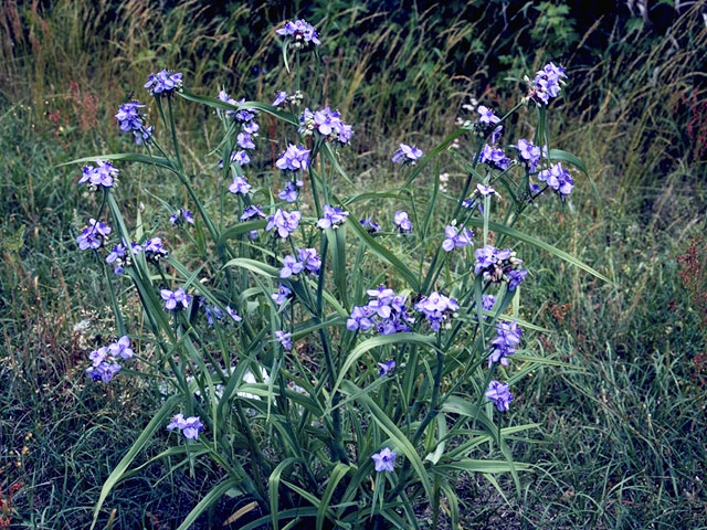 Tradescantia ohiensis (Ohio spiderwort) #3563