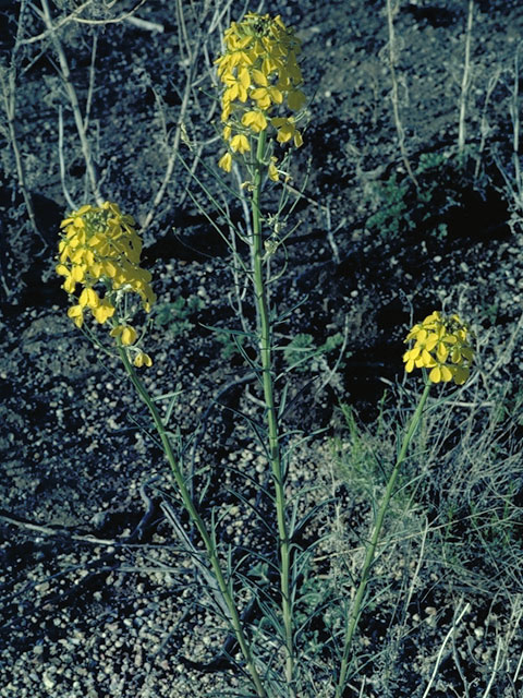 Erysimum insulare ssp. suffrutescens (Island wallflower) #3609