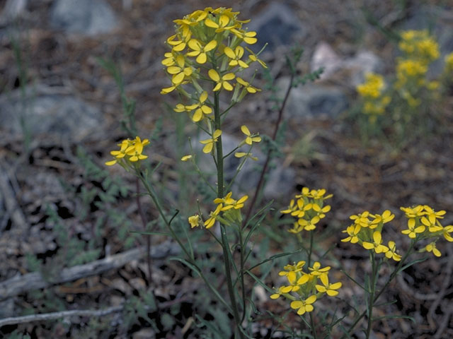 Erysimum insulare ssp. suffrutescens (Island wallflower) #3610