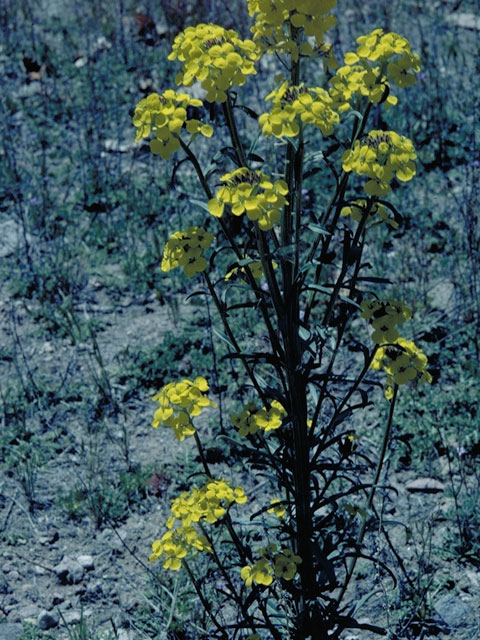 Erysimum insulare ssp. suffrutescens (Island wallflower) #3611