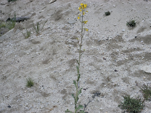 Erysimum arenicola (Cascade wallflower) #3612