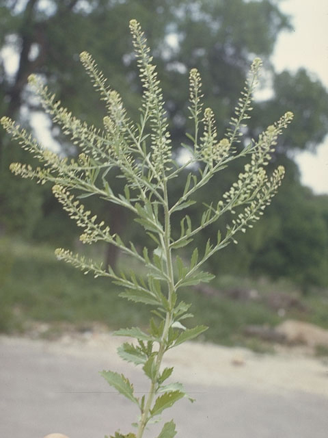 Lepidium austrinum (Southern peppergrass) #3615