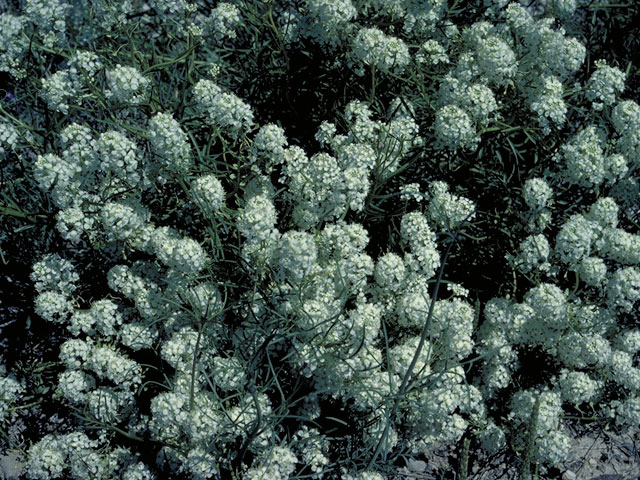 Lepidium montanum (Mountain peppergrass) #3617