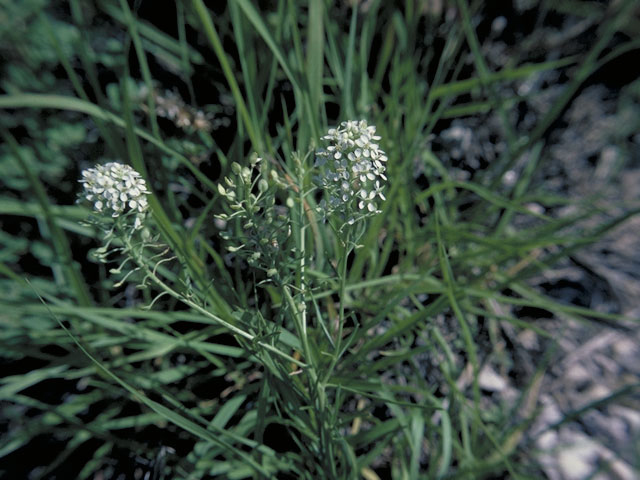 Lepidium montanum (Mountain peppergrass) #3619