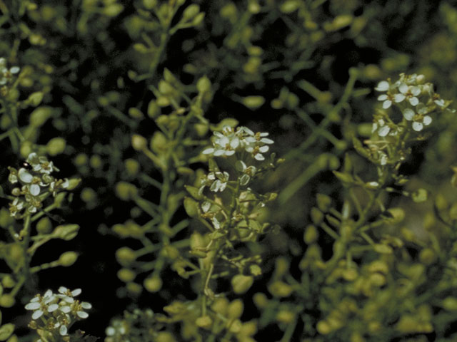 Lepidium montanum (Mountain peppergrass) #3620