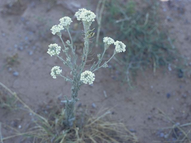 Lepidium thurberi (Thurber's pepperweed) #3622