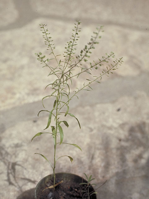 Lepidium virginicum (Virginia peppergrass) #3623