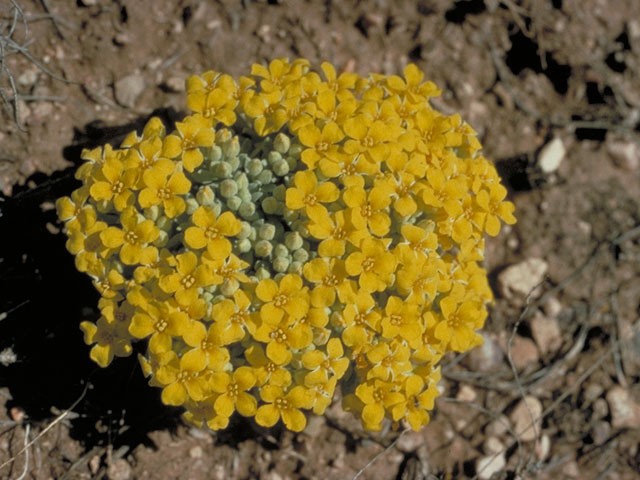 Lesquerella arizonica (Arizona bladderpod) #3632