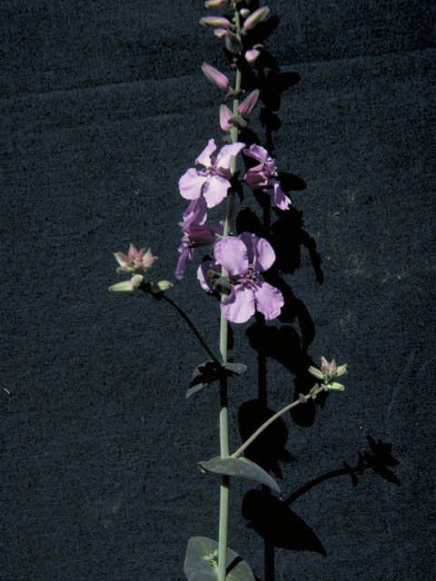 Streptanthus bracteatus (Bracted twistflower) #3682