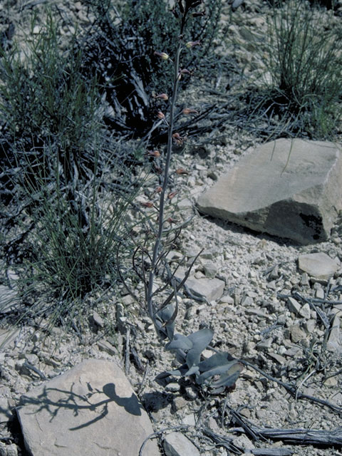 Streptanthus cordatus (Heartleaf twistflower) #3683