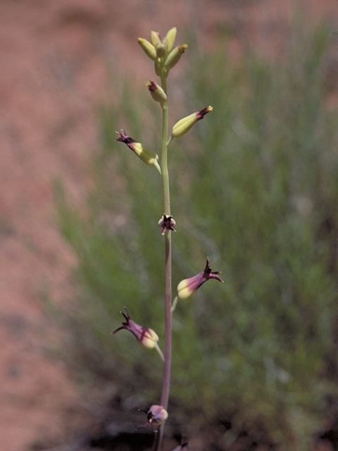Streptanthus cordatus (Heartleaf twistflower) #3684