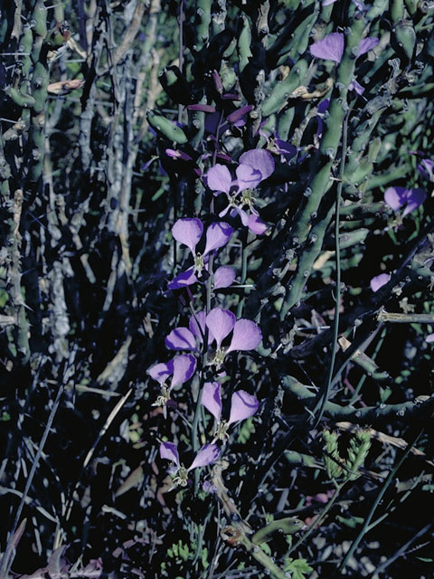 Streptanthus cutleri (Cutler's jewelflower) #3685
