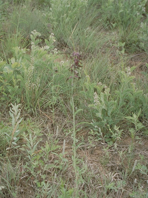 Streptanthus hyacinthoides (Smooth jewelflower) #3688