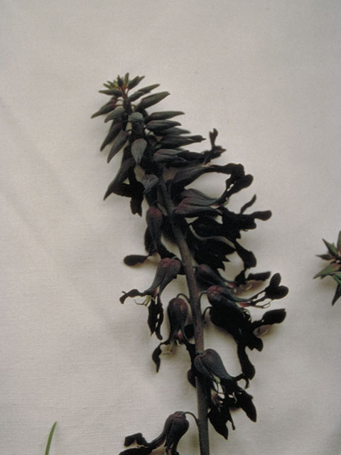 Streptanthus hyacinthoides (Smooth jewelflower) #3689