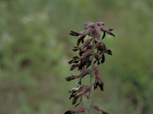 Streptanthus hyacinthoides (Smooth jewelflower) #3690