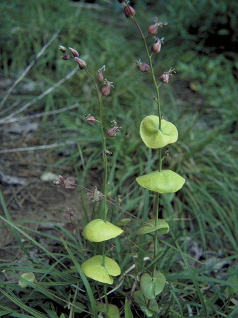 Streptanthus tortuosus (Shieldplant) #3694