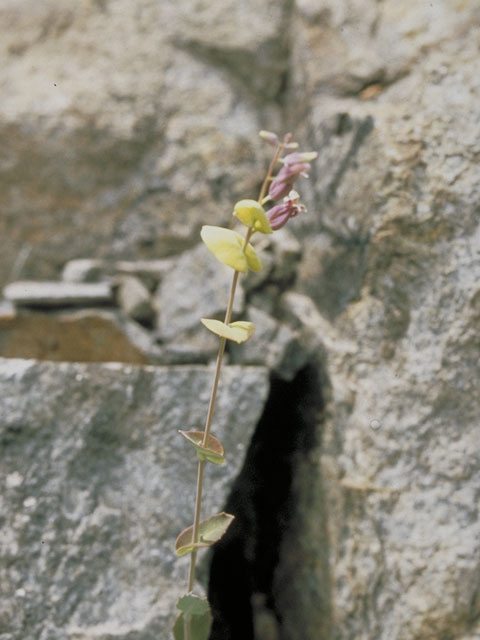 Streptanthus tortuosus (Shieldplant) #3695