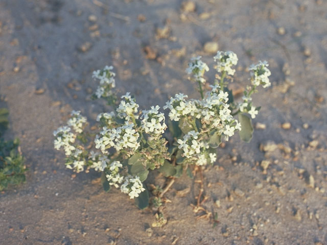 Noccaea montana var. fendleri (Fendler's pennycress) #3699