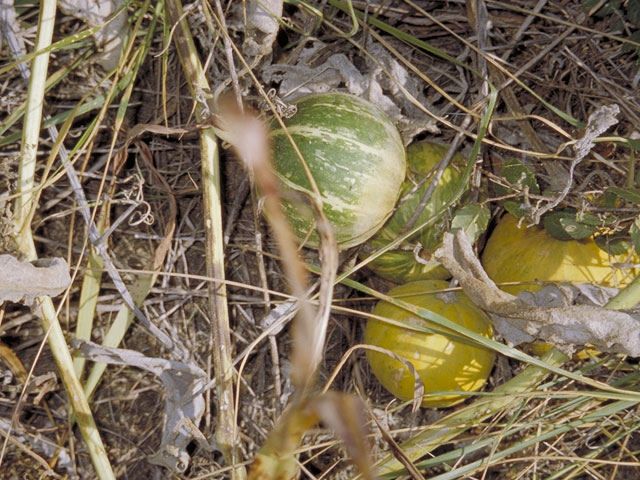 Cucurbita foetidissima (Stinking gourd) #3706