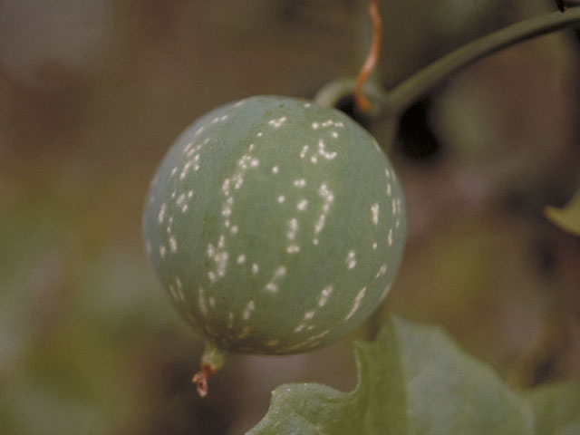 Ibervillea lindheimeri (Balsam gourd) #3717