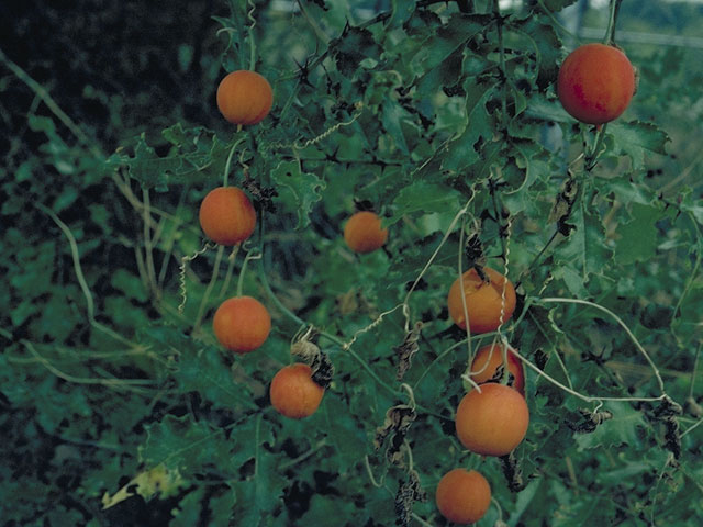 Ibervillea lindheimeri (Balsam gourd) #3718