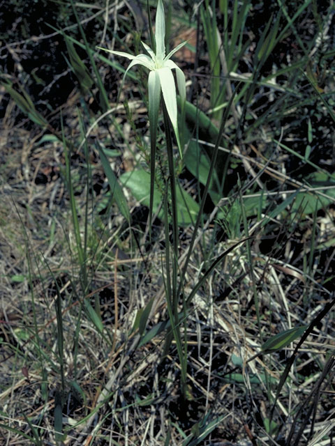 Rhynchospora colorata (Whitetop sedge) #3738