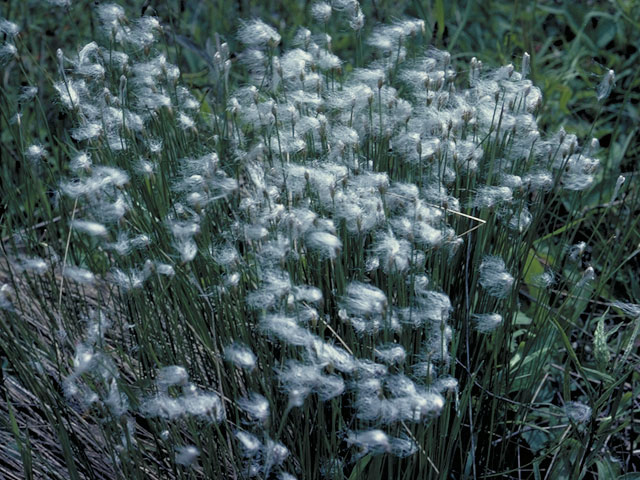 Eriophorum angustifolium (Tall cottongrass) #3745