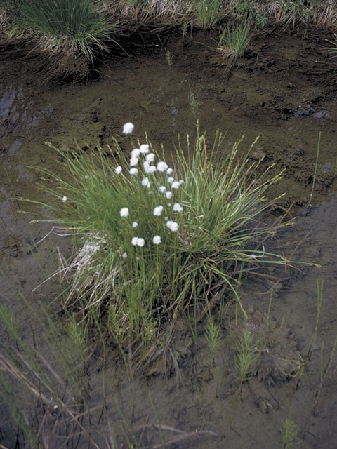 Eriophorum angustifolium (Tall cottongrass) #3746