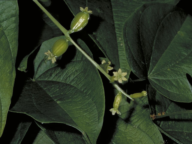 Dioscorea villosa (Wild yam) #3762
