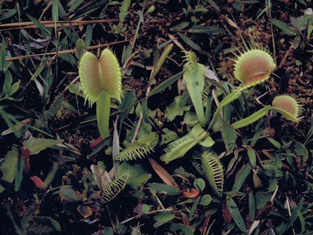 Dionaea muscipula (Venus flytrap) #3772
