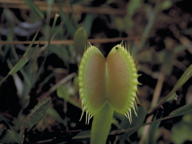 Dionaea muscipula (Venus flytrap) #3773