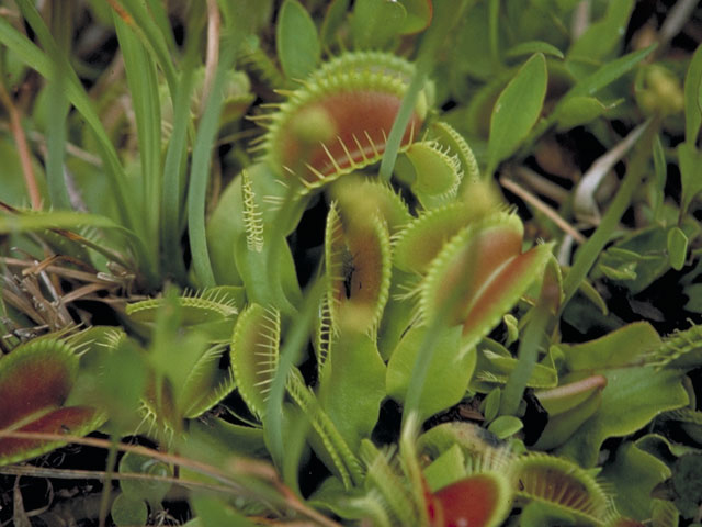 Dionaea muscipula (Venus flytrap) #3774