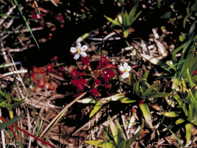 Drosera brevifolia (Dwarf sundew) #3780