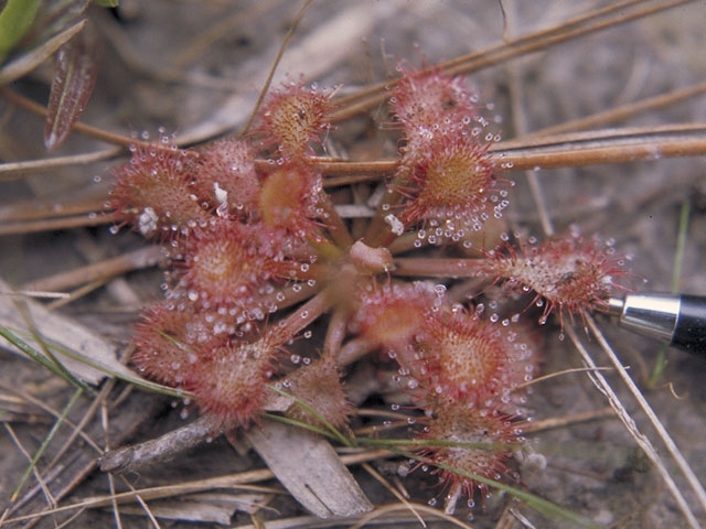 Drosera brevifolia (Dwarf sundew) #3781