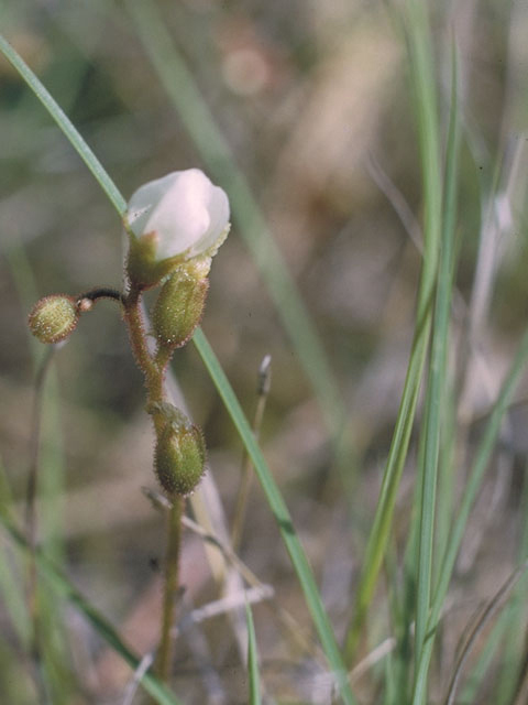 Drosera brevifolia (Dwarf sundew) #3782