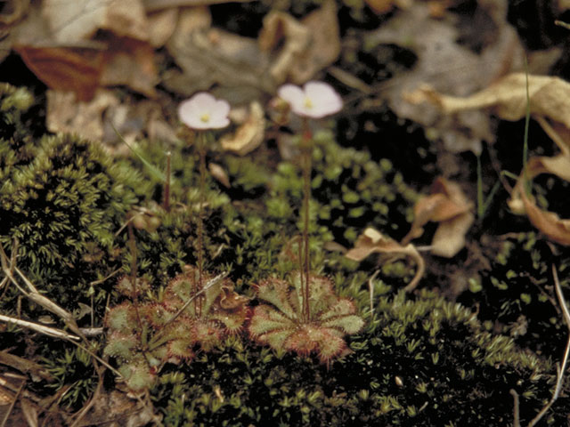 Drosera brevifolia (Dwarf sundew) #3783