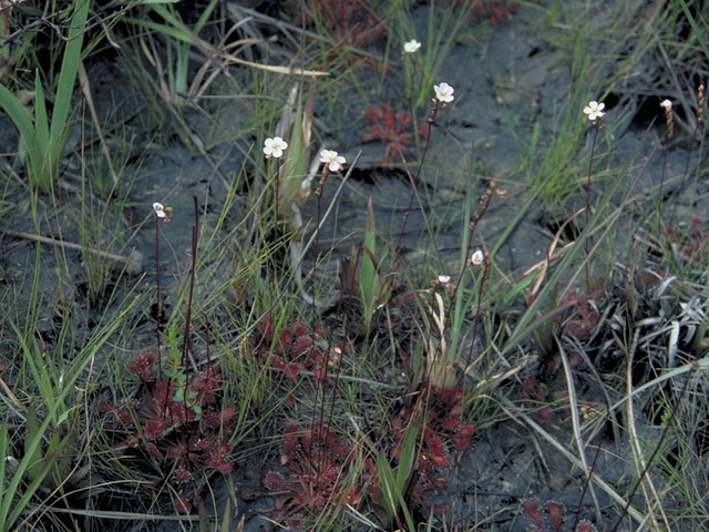 Drosera brevifolia (Dwarf sundew) #3784